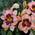 Лилейник Hemerocallis ‘Awesome Blossom’